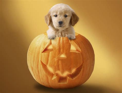 Cute Halloween Puppies Wallpapers Wallpaper Cave