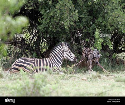 Zebra Giving Birth And Defending New Baby Stock Photo Alamy