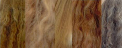 Cassia obovata is safe to use on over relaxed, bleached and dyed hair and can last anytime from a few shampoos to permanently. The Cassia Thread (see first post for link to FAQs) - Page 111