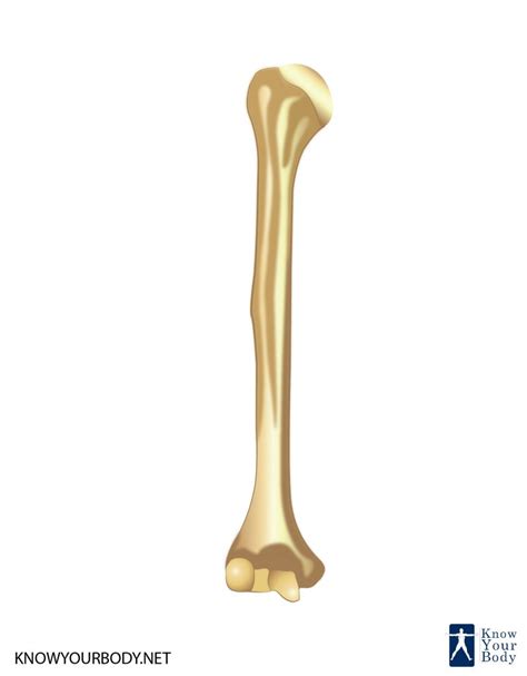 Structure Of Humerus Bone