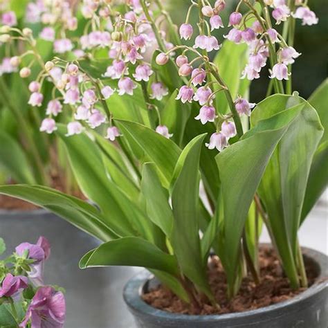 One of the great things about lily of the valley is the way the foliage stays rich and green all summer long. ขาย Lily of the Valley Pink ดอกรูปกระดิ่งสีชมพู มีกลิ่นหอม ...