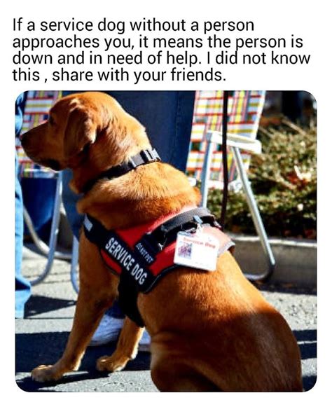 Pin By Kevin Grimes On Statement Service Dogs Service Dog Quotes