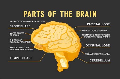 5 Parts Of The Brain