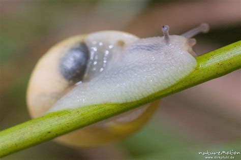 Er wird benötigt, um das gehäuse stabil zu halten und verletzungen zu. Garten-Bänderschnecke, Cepaea hortensis, Helicidae, rein ...