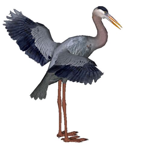 Great Blue Heron White Stork Crane Png Download 558592 Free