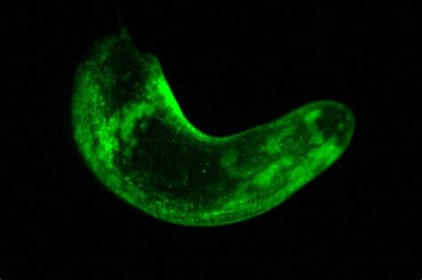 Study Glow In The Dark Worms May Shed Light On The Secrets Of