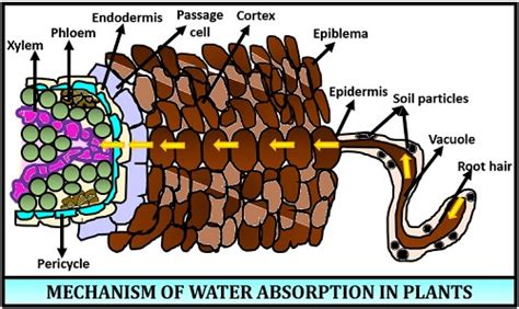 Absorption Of Water In Plants Definition Types And Mechanism Biology