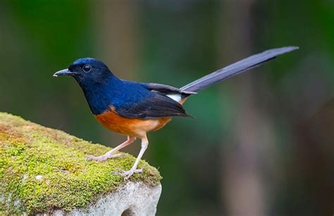 Kami percaya, yang terakhir adalah jawabannya. Cara Merawat Burung Murai Batu - Berita Peliharaan