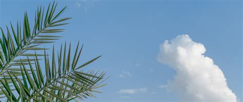 Palm Tree On A Cloudy Day Hd Wallpaper 4k Ultra Hd Wide Tv Hd
