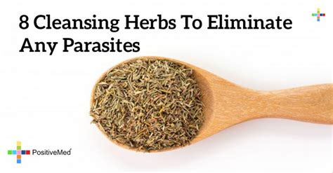 8 Cleansing Herbs To Eliminate Any Parasites Positivemed