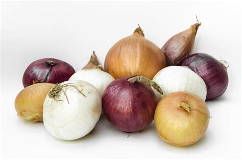 The plant's family is liliaceae. Onions and Shallots, Alluim family and Antioxidants, too.