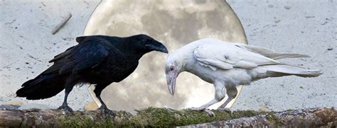Black White Raven Pluter Jupito