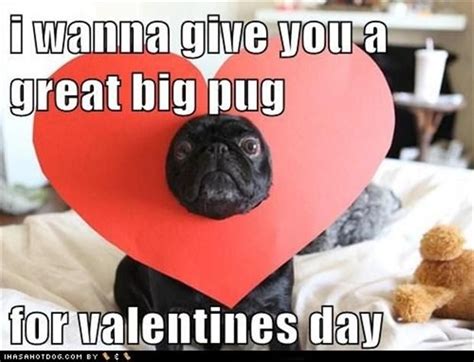 Funny Pug Dog Pictures 35 Pics Funny Valentine Memes Valentines