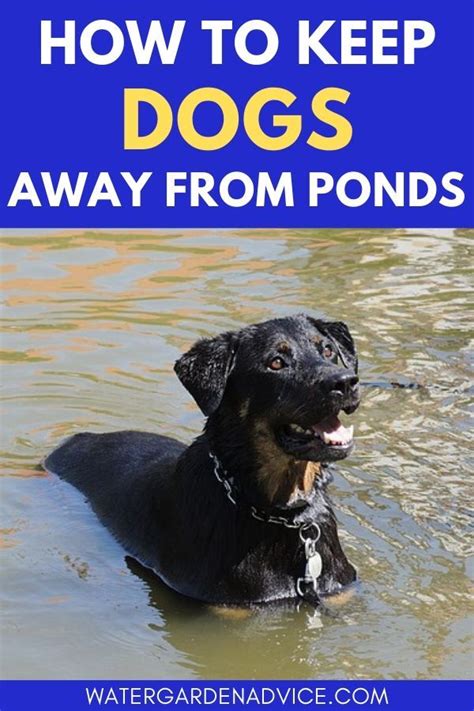Use a pole fan set to blow approximately 4 to 6 feet use bti in small streams, ponds, and other areas of standing water. How To Keep Dogs Away From Ponds | Pond water features ...