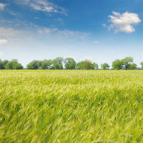 Green Field And Blue Sky Stock Image Image Of Beautiful 63168869