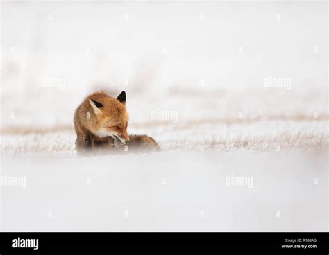red fox eat common vole in a snowstorm Stock Photo - Alamy