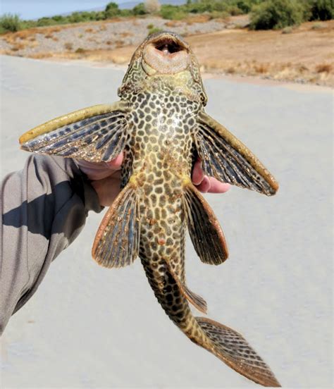 Amazon Sailfin Catfish Mexican