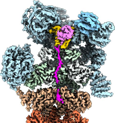 Enzymes that help such reactions are called proteases. Substrate-engaged 26S proteasome | Nature Structural ...
