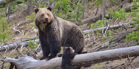 Yellowstones Grizzly Bears Lose Endangered Species Protection After 42