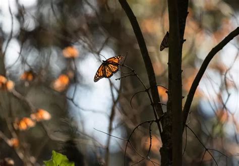 Eastern Mmonarch Butterfly Population Hints At Recovery Nexus Newsfeed