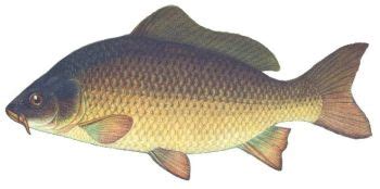 Karp – Wędkarstwo Moja Pasja