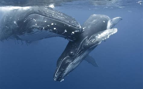 Blue Whale Wallpapers Wallpaper Cave