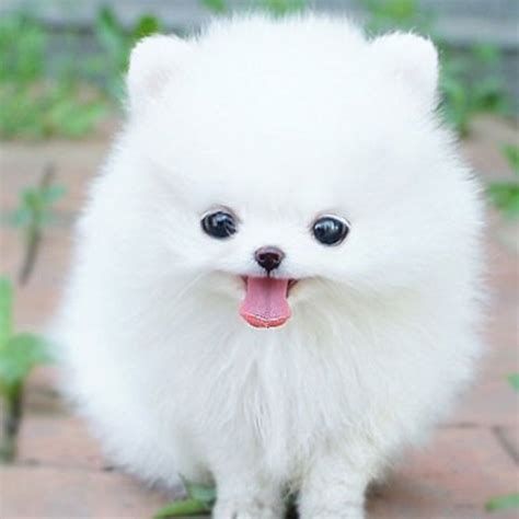 Those in search of teacup puppies often contact once upon a teapup co. Pomeranian Dog : Temperament, Exercise and Grooming ...