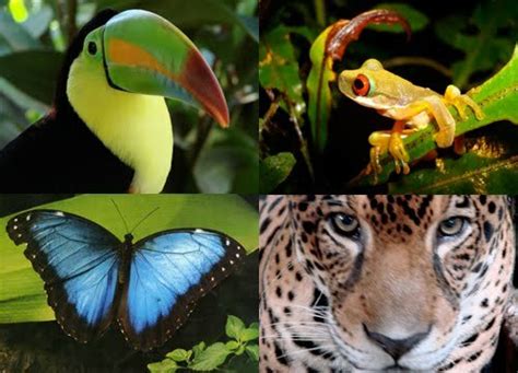 The Biggest Animals Kingdom Discovery 10 Interesting Amazon Rainforest