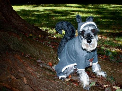 Dog Squirrel Costume Squirrel Dog Costume Dog Halloween Etsy Dog