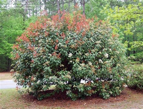 Plantfiles Pictures Photinia Species Fraser Photinia Red Tipped
