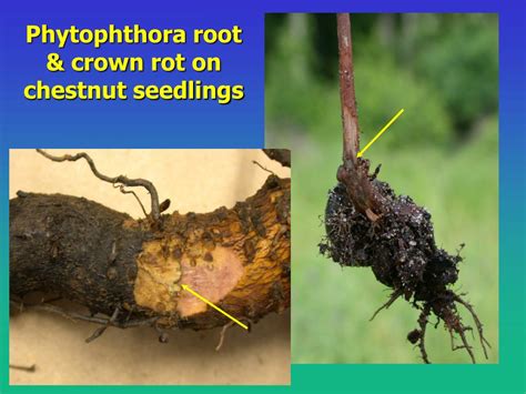 As the diseased parts dry they turn nearly black and develop a tough leathery texture. PPT - Phytophthora Diseases of Trees & Shrubs PowerPoint ...