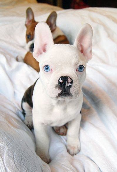 For sale beautiful brindle french bull dog puppies three boys and one girl,they are dark brindle in colour as per the puppy picture in this we have 3 gorgeous fawn female puppies for sale. Mini Franse Bulldog DBT08 - AGBC