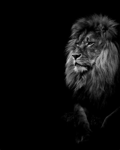 Red And Black Lion Wallpapers Wallpaper Cave
