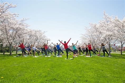 Cherry Blossoms Bloom On Brock Campus Thorold News