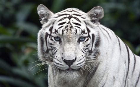 Black And White Tiger Wallpaper 60 Images