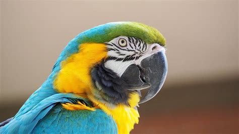 Download Parrot Close Up Bird Macaw Animal Blue And Yellow Macaw Blue