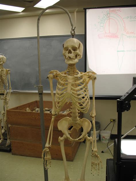 Human Skeleton A Real Live Skeleton Wellas Live As Flickr