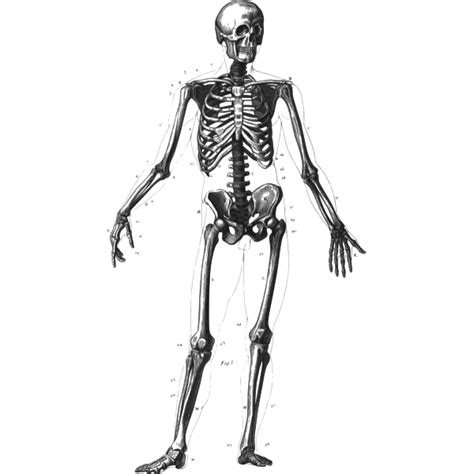 Standing Human Skeleton Vector Image Free Svg