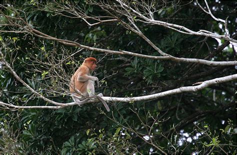 Der nasenaffe kommt ausschließlich auf der insel borneo vor, er bewohnt die küstenregionen und die tiefergelegenen gebiete. Nasenaffe Foto & Bild | tiere, wildlife, säugetiere Bilder ...