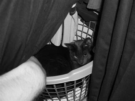 Cat hiding in closet, why do cats like to sleep in closets. Cats hiding in the closet | They replaced our patio door ...