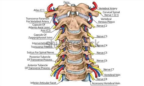 Cervical Spine With Both Vertebral Arteries In Transverse Foramen And