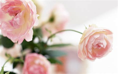 It's a completely free picture material come from the public internet using search on pngjoy is the best way to find more images related to flower desktop wallpaper peonies clipart. flowers nature Peony Delight - Nature Flowers HD Desktop ...