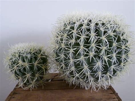 Care is simple, and this order comes with directions on how to care for your echinocactus grusonii golden barrel cactus. Echino golden barrel cactus 34 cm - Kunstplanten.nl B.V.