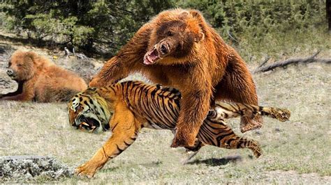 Live Big Mistake When Tiger Attack Baby Bear Crazy Animals Fighting