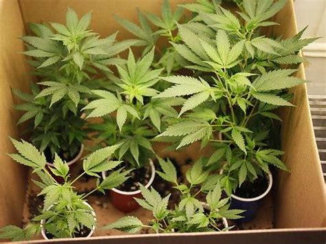 Cannabis Cultivation Guidelines In California CaNorml Org