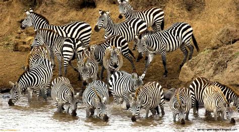 Different Wild Animals Together | Amazing Wallpapers