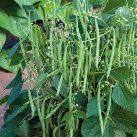 Here is how i plant bush green beans. Best Green Beans to Grow in Containers | Brown Thumb Mama®