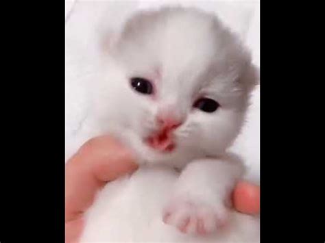 30 Best Pictures Newborn Puppy Crying Youtube - Puppy Crying and