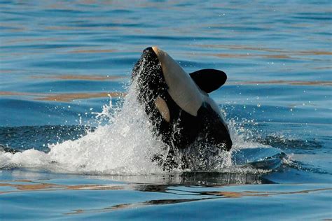 Although orcas tend to aggregate in cold water, they live in all the world's oceans, from the antarctic female orcas become mature around age 15. Governor's task force releases draft plan to save local ...