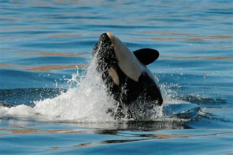 Orcas, or killer whales, are a highly intelligent, social orcas are the largest members of the dolphin family. Governor's task force releases draft plan to save local ...